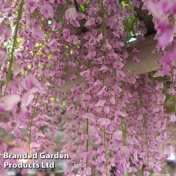 Wisteria Trio -Fresh Sprout WIST ROSEA L034071