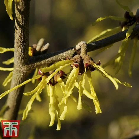 Hamamelis X Intermedia 'Arnold Promise' 1 Hamamelis X Intermedia 'Arnold Promise'