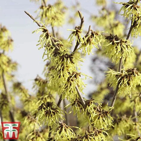 Hamamelis X Intermedia 'Arnold Promise' 2 Hamamelis X Intermedia 'Arnold Promise' - Image 2