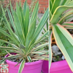 Fresh Sprout -Fresh Sprout Yucca filamentosa Bright Edge