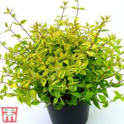 Abelia X Grandiflora 'Kaleidoscope' 12 Abelia X Grandiflora 'Kaleidoscope' -Fresh Sprout abelia