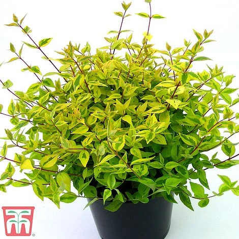 Abelia X Grandiflora 'Kaleidoscope' 6 Abelia X Grandiflora 'Kaleidoscope' - Image 6