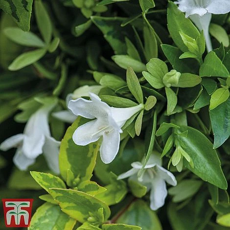 Abelia X Grandiflora 'Kaleidoscope' 3 Abelia X Grandiflora 'Kaleidoscope' - Image 3