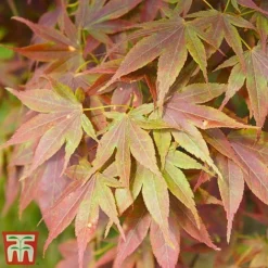 Acer Palmatum