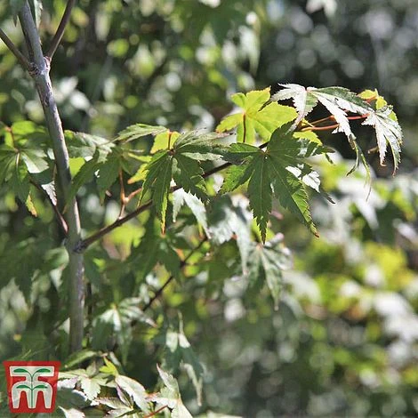 Acer Palmatum 3 Acer Palmatum - Image 3