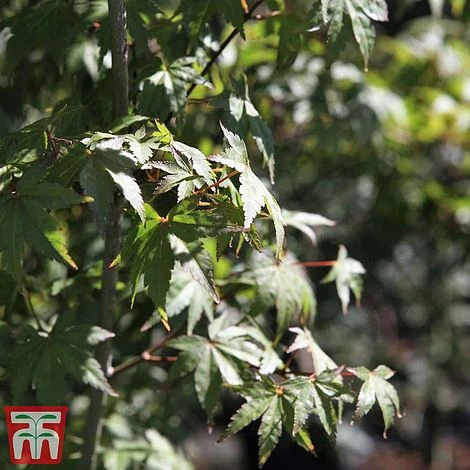 Acer Palmatum 4 Acer Palmatum - Image 4