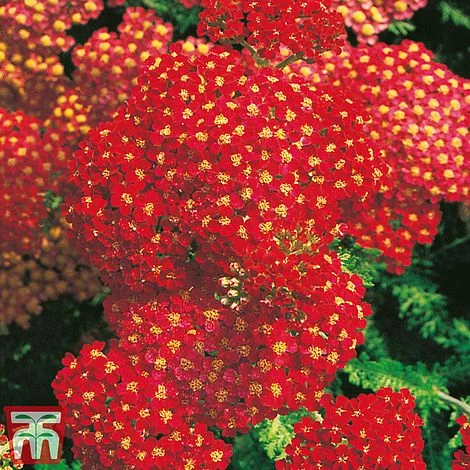 Achillea Millefolium 'Paprika' 1 Achillea Millefolium 'Paprika'