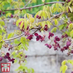 Akebia Quinata 6 Akebia Quinata -Fresh Sprout ake