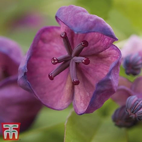 Akebia Quinata 2 Akebia Quinata - Image 2