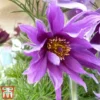 Pulsatilla Vulgaris Subsp. Grandis 'Papageno'