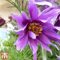 Pulsatilla Vulgaris Subsp. Grandis 'Papageno'