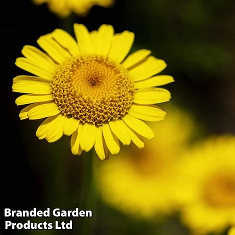 Anthemis Tinctoria 'Kelwayi' 1 Anthemis Tinctoria 'Kelwayi'