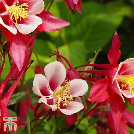Aquilegia 'Red Star' 2 Aquilegia 'Red Star' - Image 2