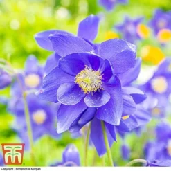 Aquilegia Vulgaris