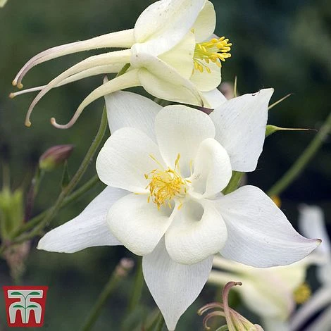 Aquilegia 'White Star' 1 Aquilegia 'White Star'