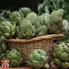 Globe Artichoke 'Green Globe Improved' F1 Hybrid