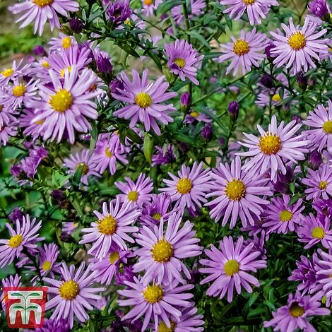 Aster 'Barbados' (Island Series) 1 Aster 'Barbados' (Island Series)