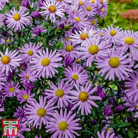 Aster 'Barbados' (Island Series) 2 Aster 'Barbados' (Island Series) - Image 2