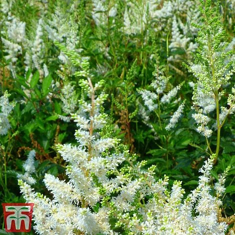 Astilbe X Arendsii 'Weisse Gloria' 2 Astilbe X Arendsii 'Weisse Gloria' - Image 2