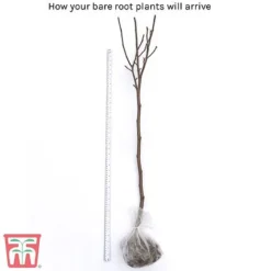 Magnolia 'Red Lucky' (Standard) 9 Magnolia 'Red Lucky' (Standard) -Fresh Sprout bare root2