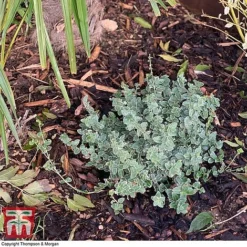 Decorative Bark -Fresh Sprout bark2