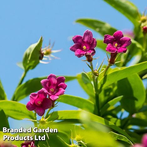 Honeybee Climber Duo 3 Honeybee Climber Duo - Image 3
