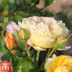 Rose 'Belle Du Jour' 7 Rose 'Belle Du Jour' -Fresh Sprout belle4