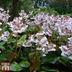 Bergenia 'Pink Ice' -Fresh Sprout berg pink3