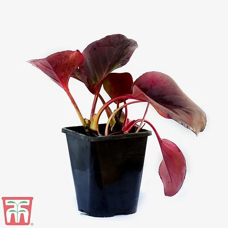 Bergenia Cordifolia 'Purpurea' 2 Bergenia Cordifolia 'Purpurea' - Image 2