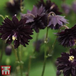 Aquilegia Vulgaris Var. Stellata 'Black Barlow' -Fresh Sprout black21