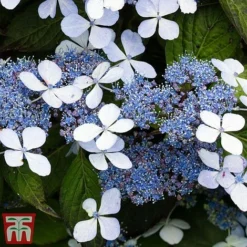 Hydrangea Serrata 'Bluebird' 7 Hydrangea Serrata 'Bluebird' -Fresh Sprout blue31