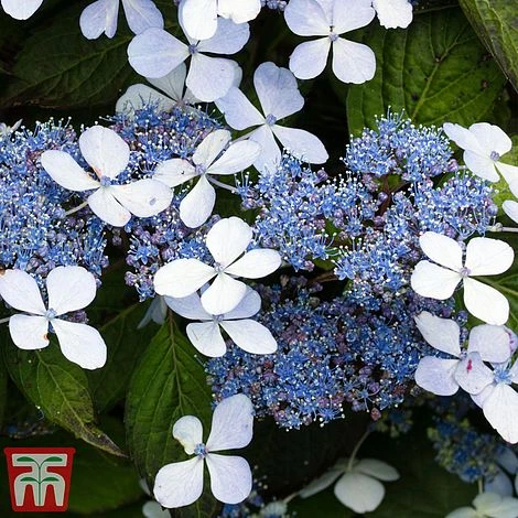 Hydrangea Serrata 'Bluebird' 3 Hydrangea Serrata 'Bluebird' - Image 3