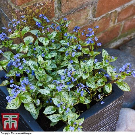 Brunnera Macrophylla 'Jack Frost' 3 Brunnera Macrophylla 'Jack Frost' - Image 3