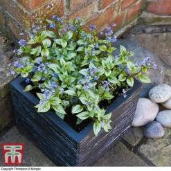 Brunnera Macrophylla 'Jack Frost' 11 Brunnera Macrophylla 'Jack Frost' -Fresh Sprout brun jack2