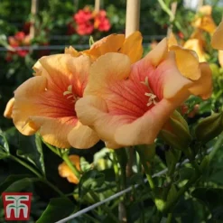 Campsis X Tagliabuana 'Summer Jazz - Gold' -Fresh Sprout camp jazz3