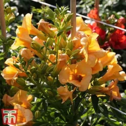 Campsis X Tagliabuana 'Summer Jazz - Gold' -Fresh Sprout camp jazz4