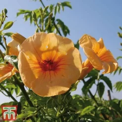Campsis X Tagliabuana 'Summer Jazz - Gold' -Fresh Sprout camp jazz5