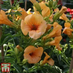 Campsis X Tagliabuana 'Summer Jazz - Gold' -Fresh Sprout camp jazz6
