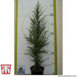 Ceanothus 'Concha' -Fresh Sprout cean con