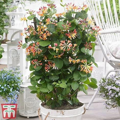 Honeysuckle 'Celestial' 1 Honeysuckle 'Celestial'