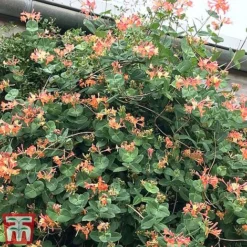 Honeysuckle 'Celestial' 10 Honeysuckle 'Celestial' -Fresh Sprout cele3