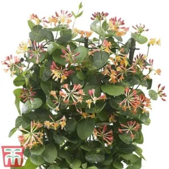 Honeysuckle 'Celestial' 15 Honeysuckle 'Celestial' -Fresh Sprout cele5