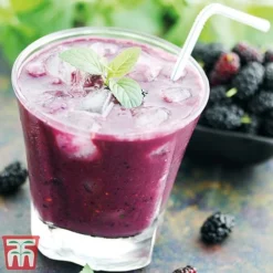 Mulberry 'Charlotte Russe' (Mojo Berry) 14 Mulberry 'Charlotte Russe' (Mojo Berry) -Fresh Sprout charl