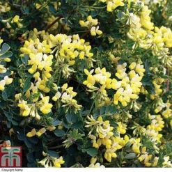 Coronilla Valentina Subsp. Glauca 'Citrina' 8 Coronilla Valentina Subsp. Glauca 'Citrina' -Fresh Sprout cit