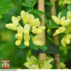 Coronilla Valentina Subsp. Glauca 'Citrina' 9 Coronilla Valentina Subsp. Glauca 'Citrina' -Fresh Sprout citrinia 2