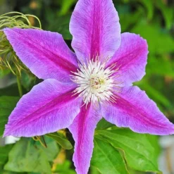 Clematis Large Flowered Trio -Fresh Sprout clem coll C