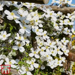 Clematis Montana 'Grandiflora' -Fresh Sprout clem mont5