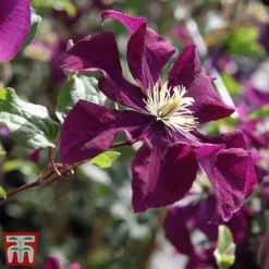 Clematis 'Warszawska Nike' -Fresh Sprout clem wars4