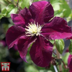 Clematis 'Warszawska Nike' -Fresh Sprout clem wars5