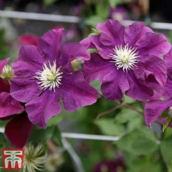 Clematis 'Warszawska Nike' -Fresh Sprout clem wars6